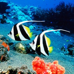 Ever Tried Tropical Fishes In Your Tank?